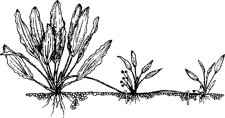 цветочная стрелка эхинодоруса, прижатая к грунту