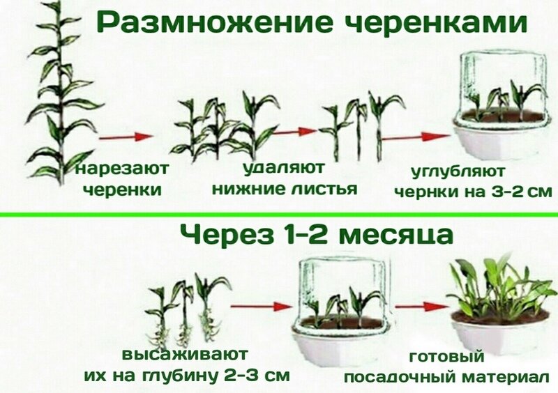размножение длинностебельных растений черенками