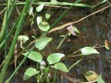 Heteranthera callifolia1