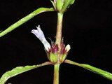 Hygrophila angustifolia2