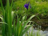 Iris laevigata1