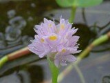 Reussia rotundifolia1
