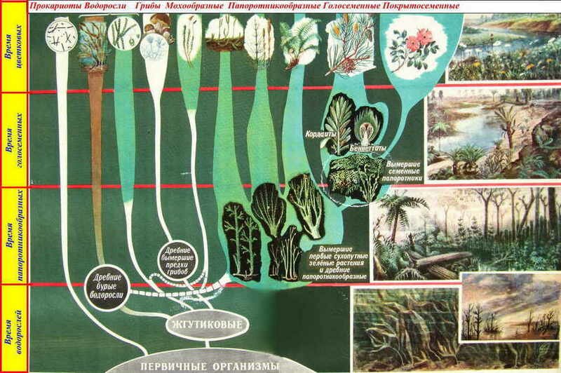 развитие и генетические связи различных групп наземных растений 