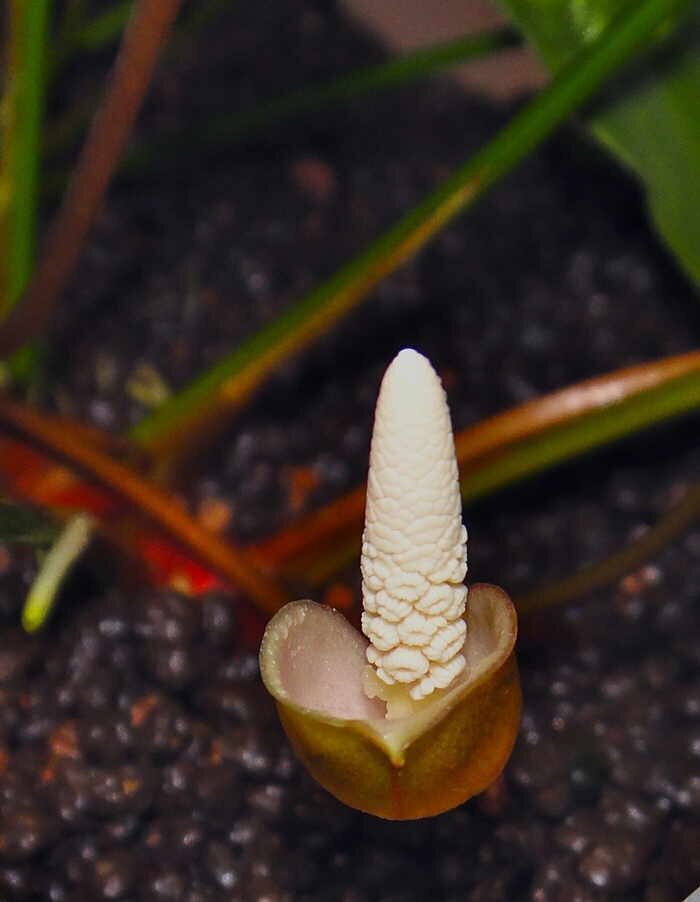 Анубиас разнолистный, Анубиас гетерофила (Anubias heterophylla)