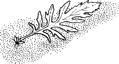 лист гигрофилы с дочерним растением