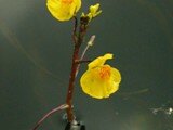 Utricularia vulgaris1